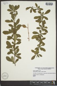 Berberis canadensis image