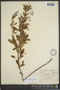 Berberis canadensis image