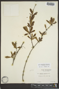 Berberis canadensis image