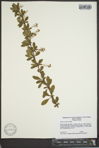 Berberis canadensis image