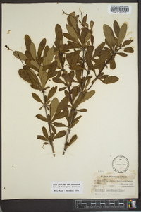 Berberis canadensis image