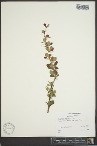 Berberis thunbergii image