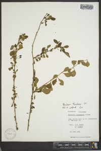 Berberis thunbergii image