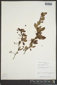 Berberis canadensis image