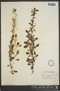 Berberis thunbergii image