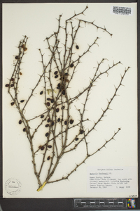 Berberis thunbergii image