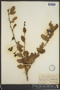 Berberis vulgaris image