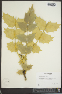 Mahonia bealei image