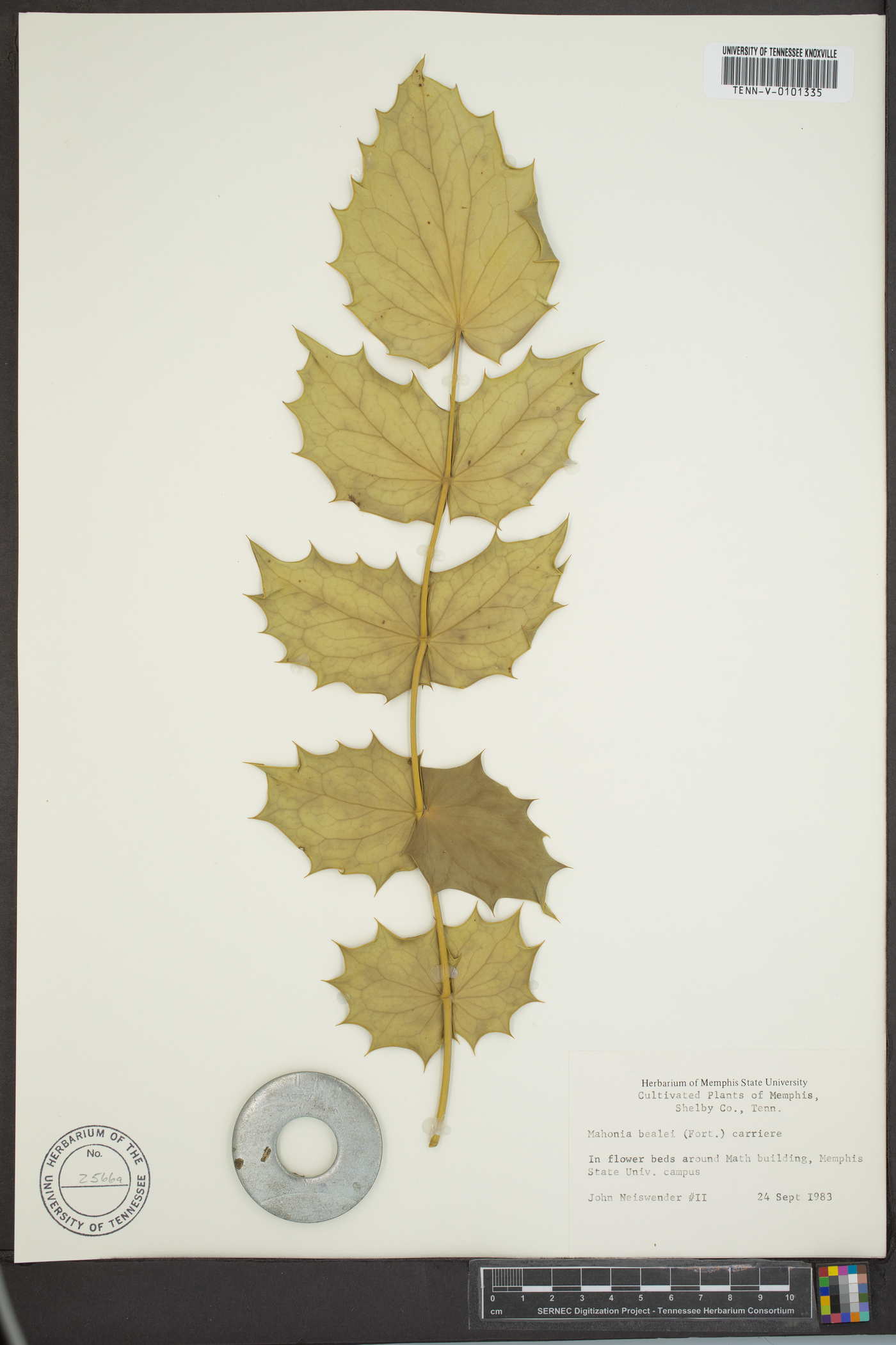 Mahonia bealei image