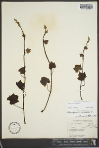 Menispermum canadense image