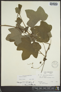 Menispermum canadense image