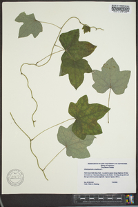 Menispermum canadense image