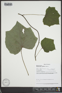 Menispermum canadense image