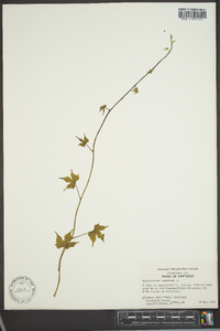 Menispermum canadense image