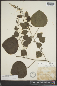 Nephroia carolina image