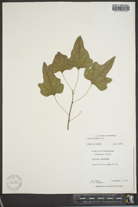 Nephroia carolina image