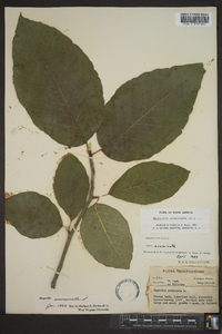 Magnolia acuminata image