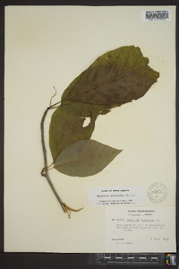 Magnolia acuminata image