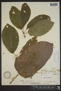 Magnolia acuminata image