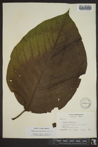 Magnolia acuminata image