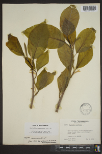 Magnolia acuminata image