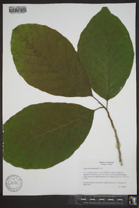 Magnolia acuminata image