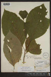 Magnolia acuminata image