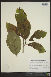 Magnolia acuminata image