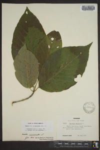 Magnolia acuminata image