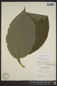 Magnolia acuminata image