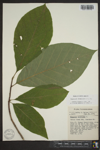 Magnolia acuminata image