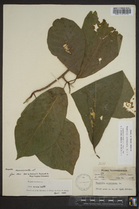 Magnolia acuminata image