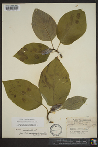 Magnolia acuminata image