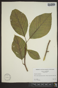 Magnolia acuminata image