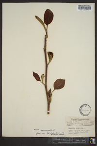 Magnolia acuminata image