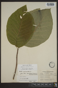 Magnolia acuminata image