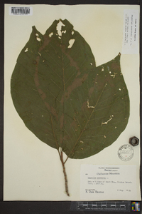 Magnolia acuminata image