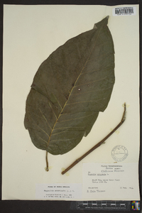 Magnolia acuminata image