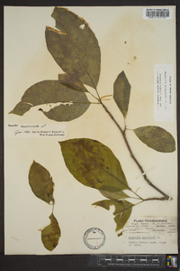 Magnolia acuminata image