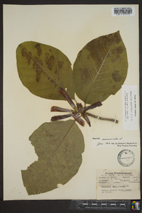 Magnolia acuminata image