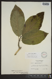 Magnolia acuminata image