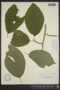 Magnolia acuminata image