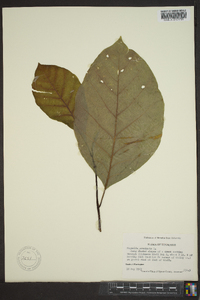 Magnolia acuminata image