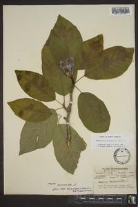 Magnolia acuminata image