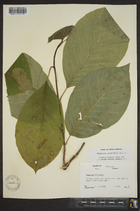 Magnolia acuminata image