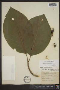 Magnolia acuminata image