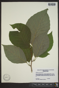 Magnolia acuminata image