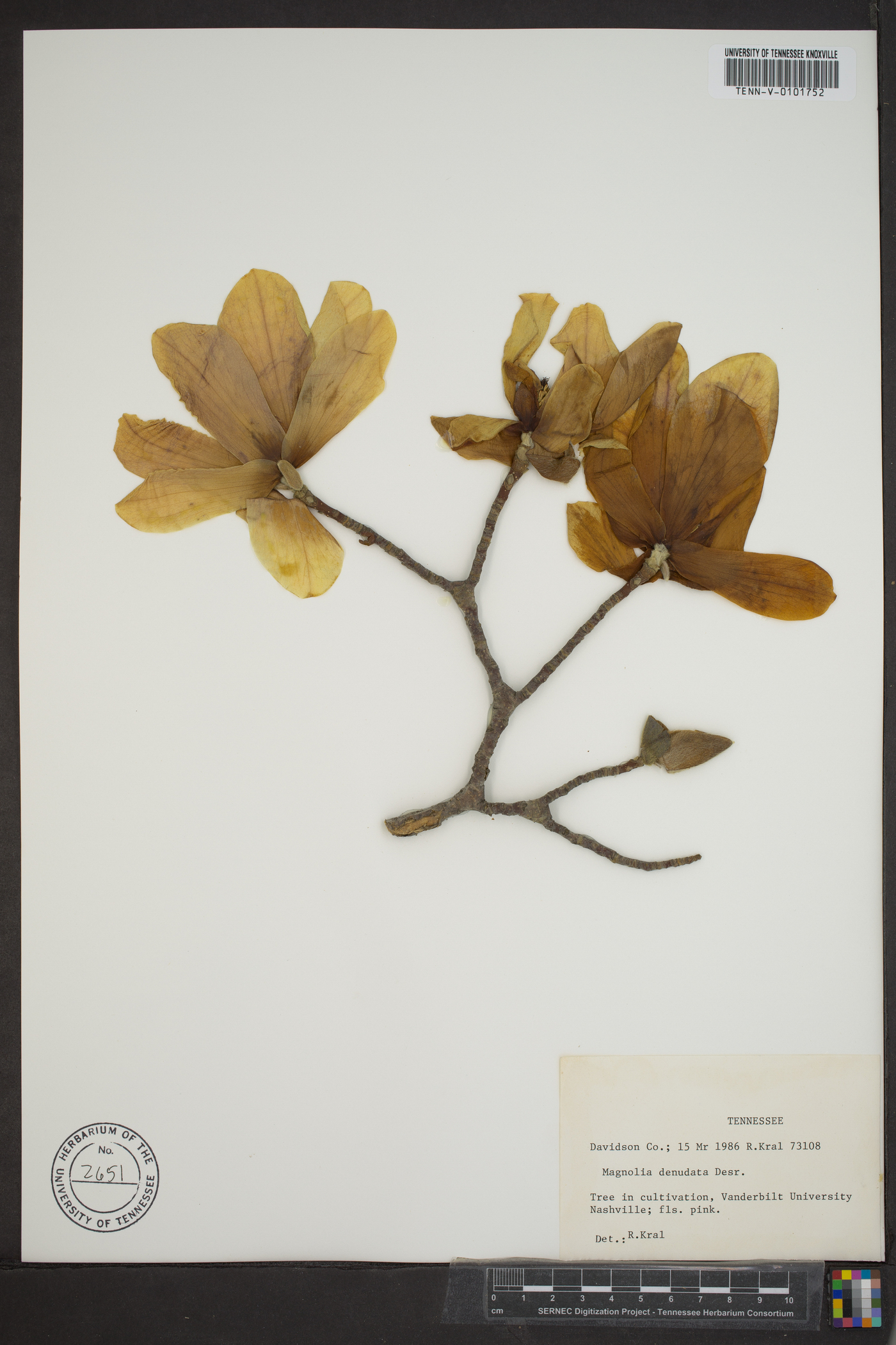 Magnolia denudata image