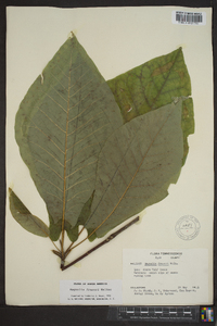 Magnolia fraseri image