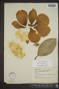 Magnolia grandiflora image